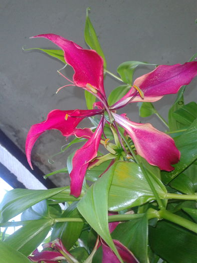 Gloriosa rotschildiana - Gloriosa 2013-2014-2015-2016-2017