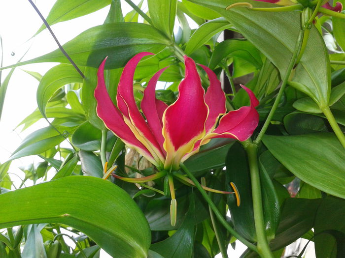 Gloriosa rotschildiana; 12.06.2013
