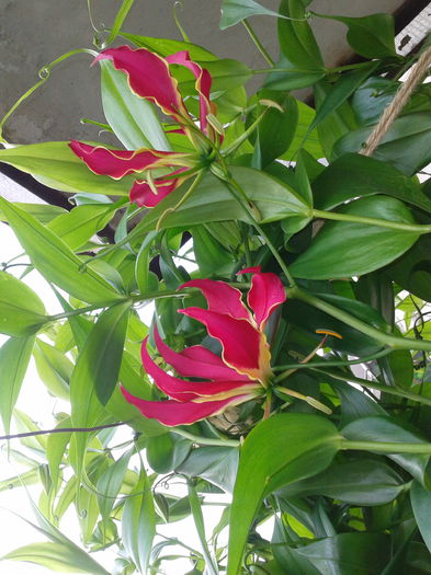 2013-06-12 18.45.28 - Gloriosa 2013-2014-2015-2016-2017