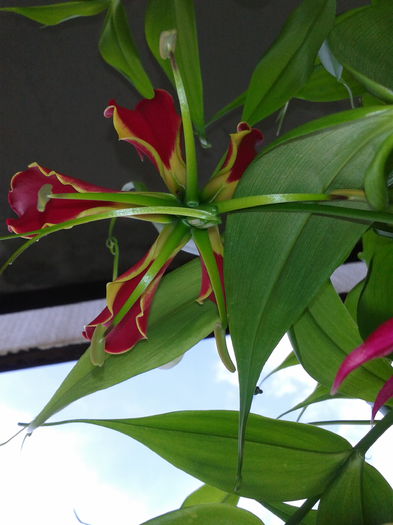 Gloriosa rotschildiana; 12.06.2013
