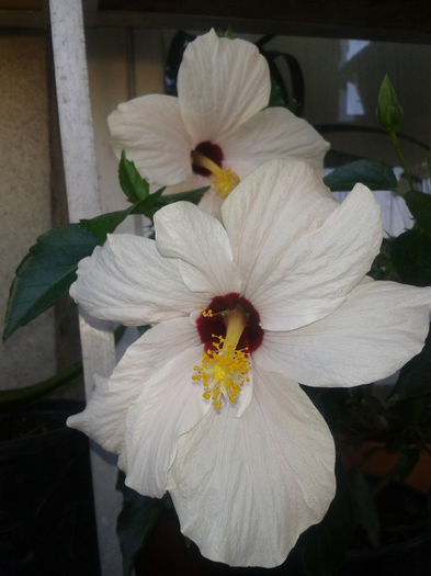 2013-07-11 18.29.57 - Hibiscus