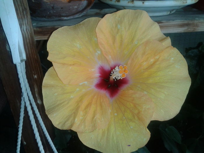 2013-07-05 18.30.44 - Hibiscus