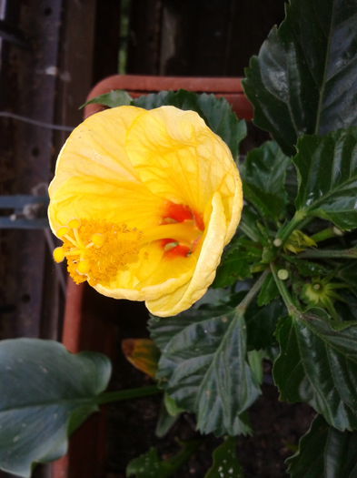 2013-06-12 18.47.59 - Hibiscus