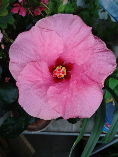 2013-06-12 18.43.44 - Hibiscus