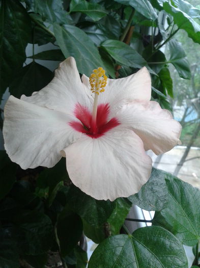 2013-05-30 09.19.04 - Hibiscus