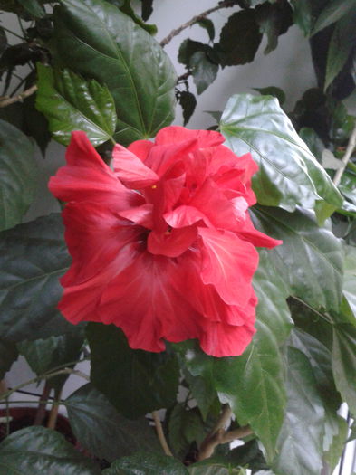 2013-05-17 07.12.50 - Hibiscus