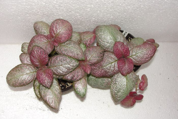  - Episcia C