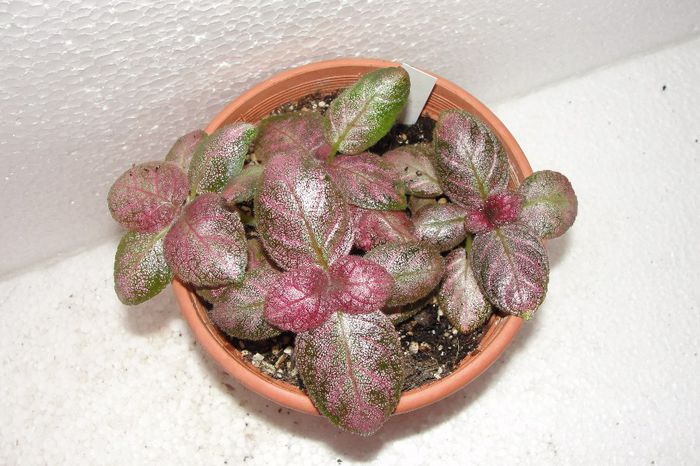 Bloomlover's Papier Mache