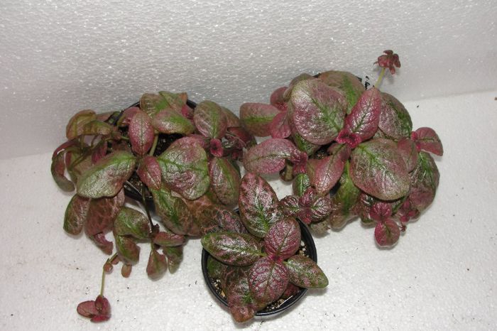  - Episcia B