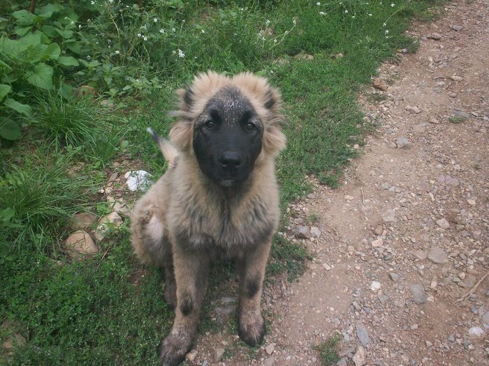 100_5403 - Ciobanesc caucazian
