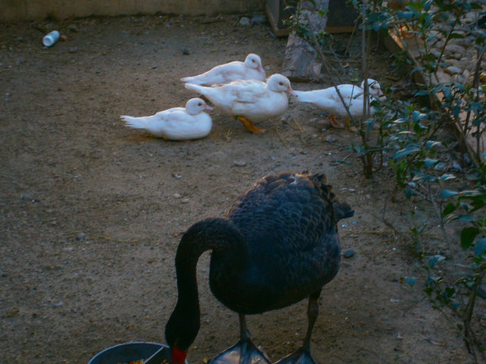 cam sfiose la inceput..