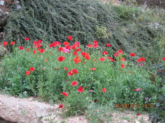 IMG_0436 - concediu 2013