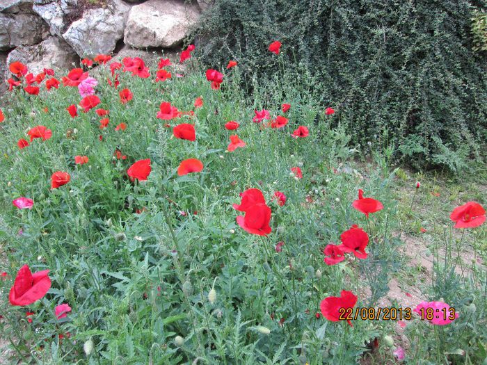 IMG_0439 - concediu 2013