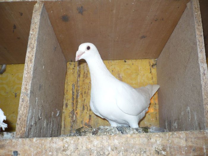 P1140033 - Porumbei albi pentru nunti