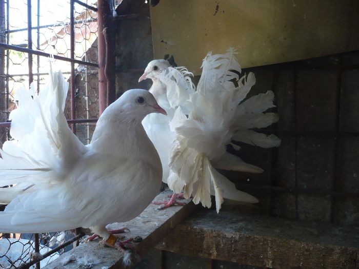 P1140034 - Porumbei albi pentru nunti
