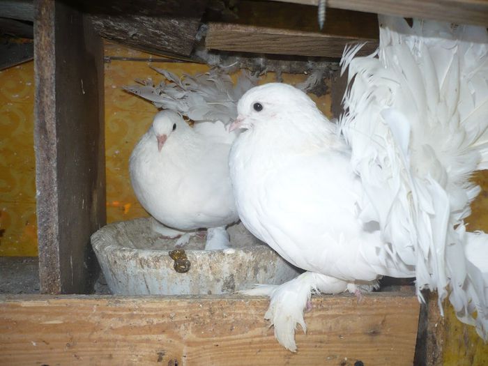 P1140036 - Porumbei albi pentru nunti