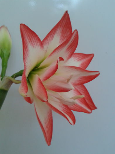 2013-09-01 12.52.45 - Hippeastrum 2013