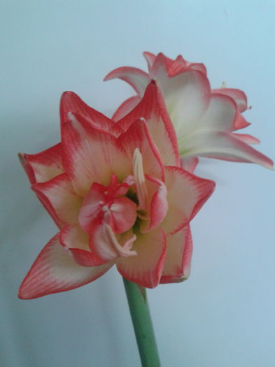 2013-09-02 07.40.29 - Hippeastrum 2013