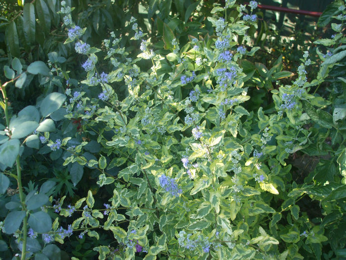 caryopteris Summer Sorbet