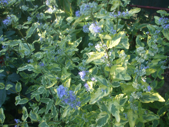 caryopteris Summer Sorbet
