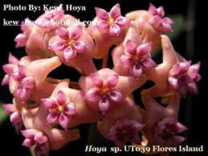 Hoya Flores Island poza google