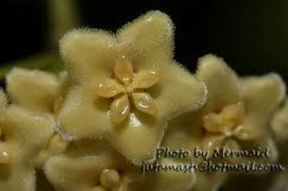 Hoya montana poza google