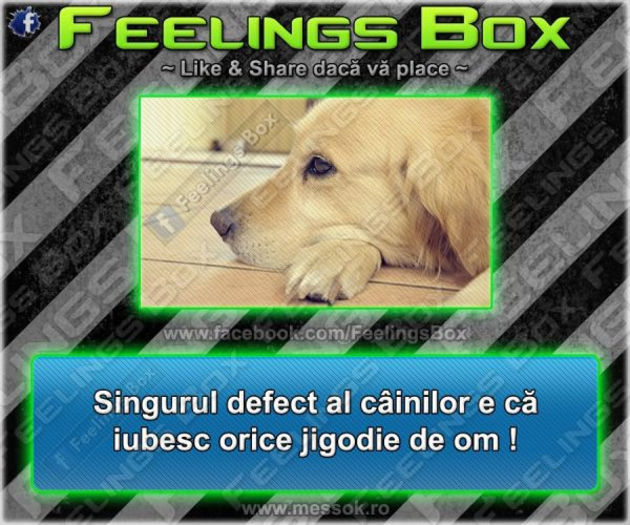 singurul-defect-al-cainilor_big - xo_Texte Statusuri Avatare_xo