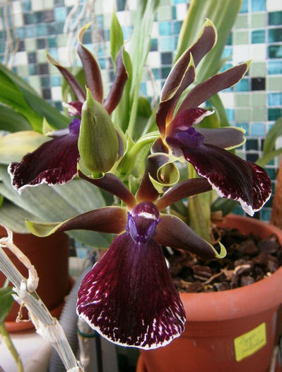 P9050002 - Reinfloriri orhidee 2013