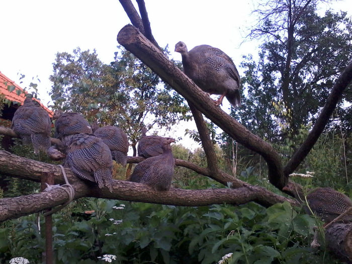 Bibilici - Curci si Bibilici