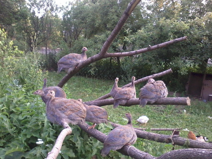 Bibilici; 2013-06-21 20.32.17
