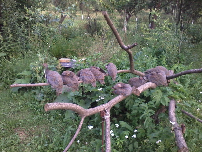 Bibilici; 2013-06-21 20.36.47
