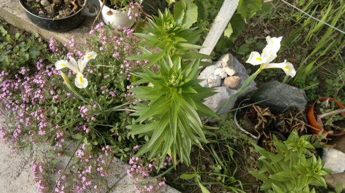 2013-05-13-184; Iris alb
