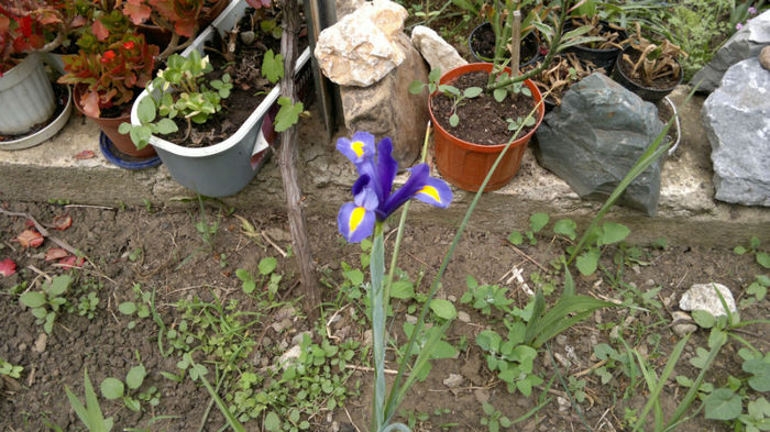 2013-05-13-185; Iris albastru
