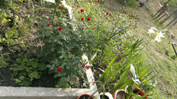 2013-06-06-227; Trandafir pitic
