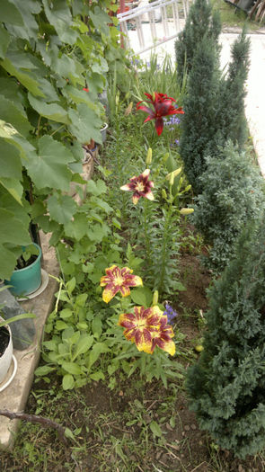 2013-06-17-246; Crini
