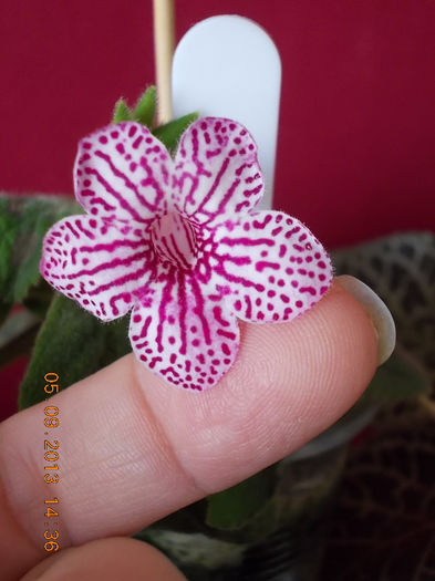 k.rongo - septembrie 2013
