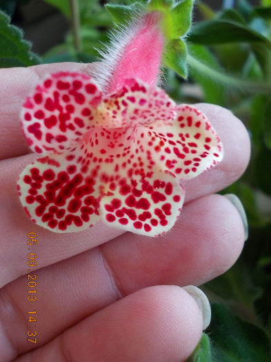 k.bibi - septembrie 2013