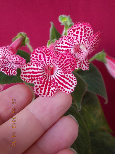 kohleria sunna