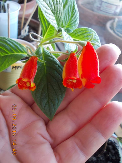 gloxinia boliwian sunset - septembrie 2013