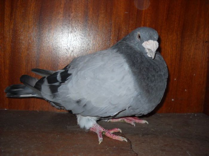 si la naparlire frumos - Porumbei standard pt 2013 Vanduti