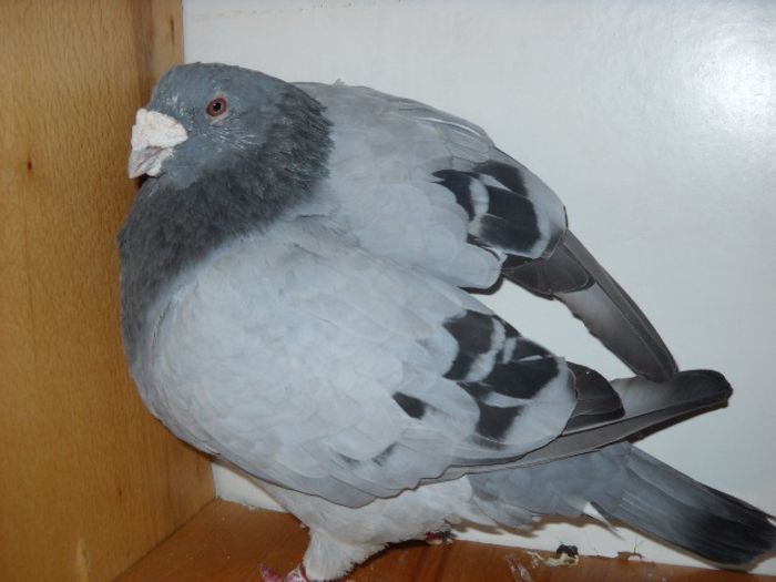 da cu aripa e rau - Porumbei standard pt 2013 Vanduti