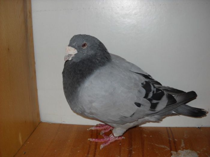 Picture 1371 - Porumbei standard pt 2013 Vanduti