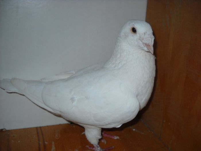 o pasare frumoasa se vede la naparlire - Porumbei standard pt 2013 Vanduti