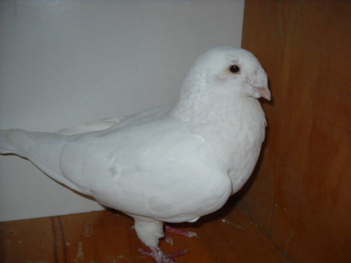 Picture 1374 - Porumbei standard pt 2013 Vanduti