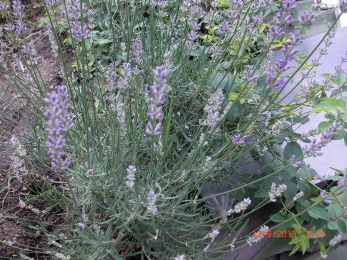 lavanda3 - Gradina Casa si Plante Rare sau Deosebite pentru Sanatate
