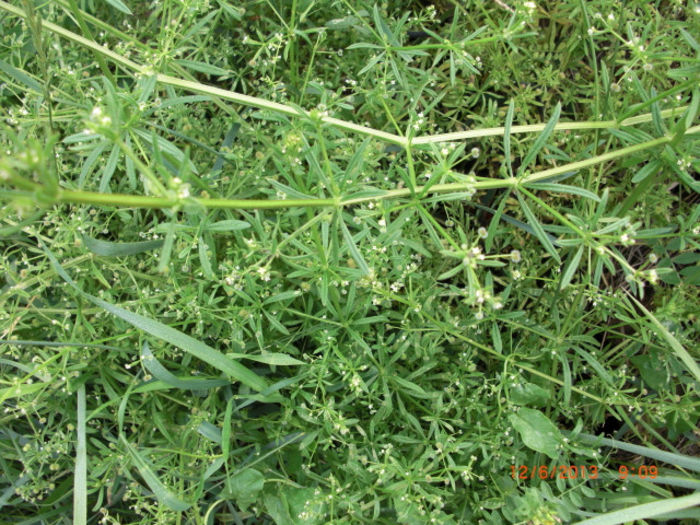lipicioasa - Gradina Casa si Plante Rare sau Deosebite pentru Sanatate