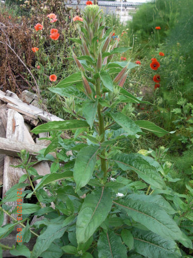 luminite boboci - Gradina Casa si Plante Rare sau Deosebite pentru Sanatate