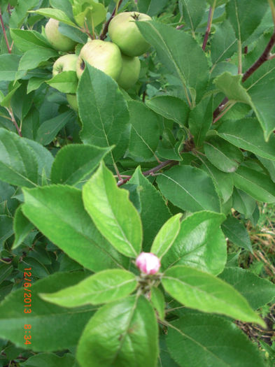 mere coapte si boboci 12iun2013 - Gradina Casa si Plante Rare sau Deosebite pentru Sanatate