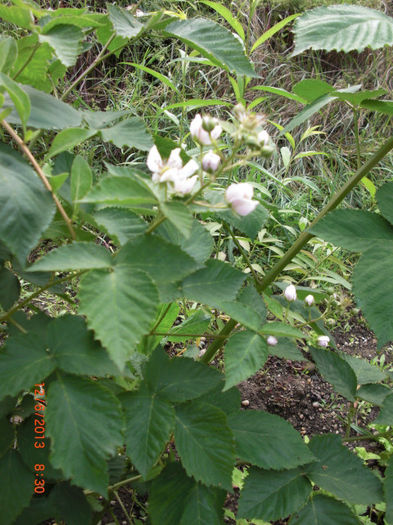 mur fara spini inflorit - Gradina Casa si Plante Rare sau Deosebite pentru Sanatate