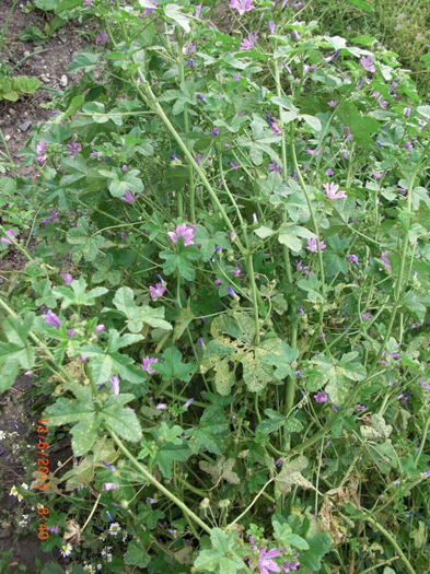 nalba mica - Gradina Casa si Plante Rare sau Deosebite pentru Sanatate